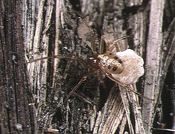 File:Coleosoma.floridanum.female.with.eggsac.-.tanikawa.jpg