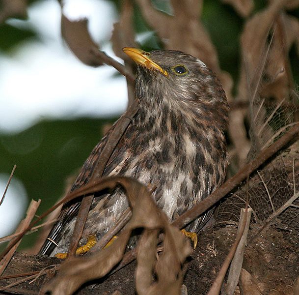 File:Common Hawk Cuckoo I2 IMG 0801.jpg