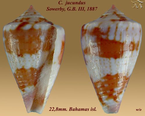 File:Conus jucundus 2.jpg