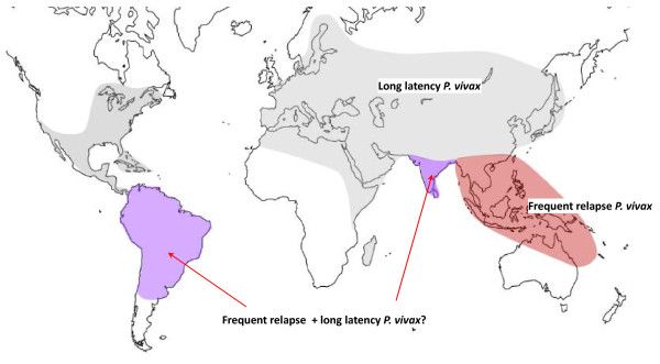 File:Determinants-of-relapse-periodicity-in-Plasmodium-vivax-malaria-1475-2875-10-297-17.jpg