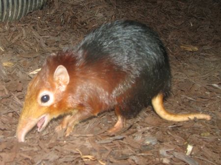 File:Elephant Shrew.jpg