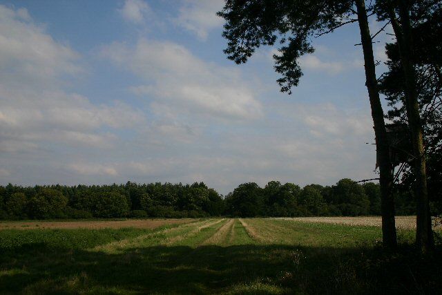 File:Fakenham Wood - geograph.org.uk - 219908.jpg