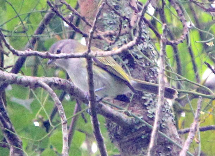 File:Grey-capped Tyrannulet.jpg