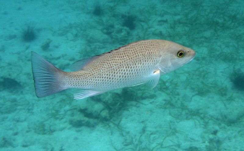 File:Grey snapper - Lutjanus griseus.jpg