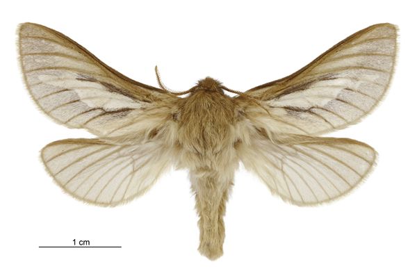 File:Heloxycanus patricki male.jpg