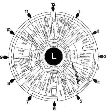 File:Iridology iris eye chart left mirror.jpg