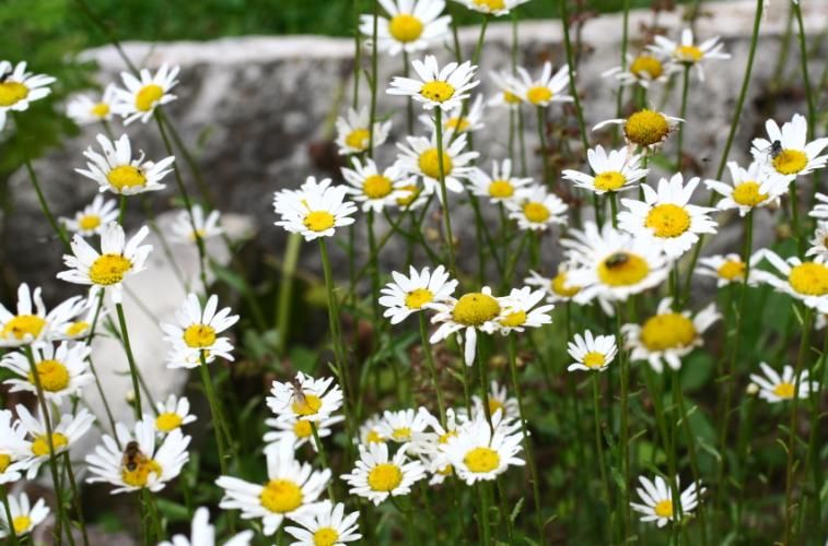 File:Leucanthemum ircutianum ENBLA02.JPG