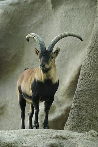 File:Lightmatter ibex.jpg