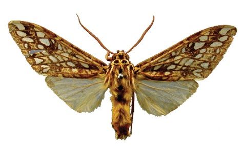 File:Lophocampa atriceps male.jpg