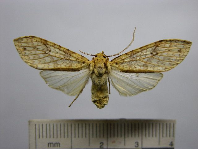 File:Lophocampa subannula.JPG