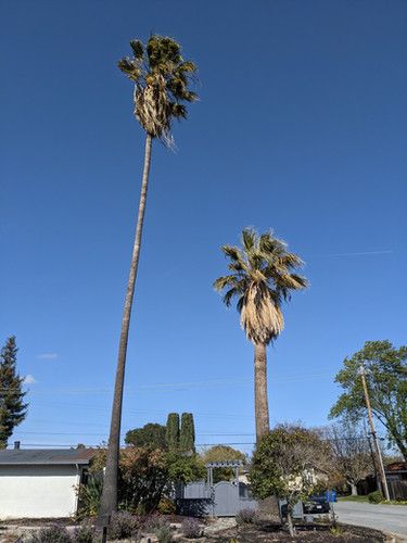 File:Mexican Fan Palm Sacramento, California.jpg