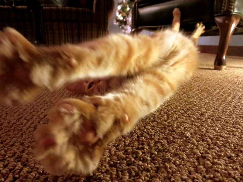 File:Orange Tabby Cat Stretching on Carpet 01.JPG