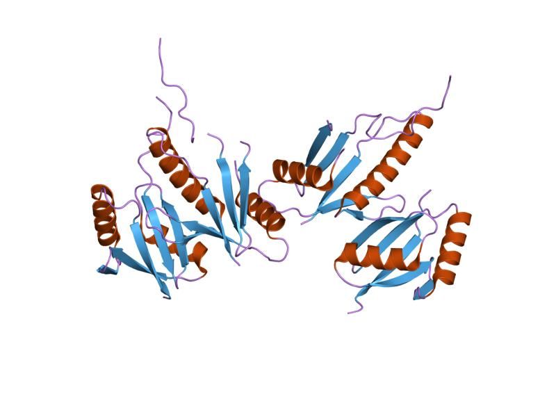 File:PDB 2npt EBI.jpg