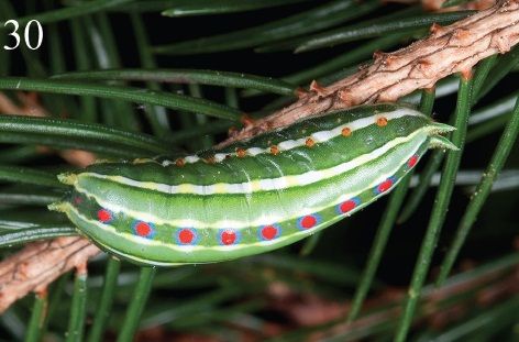 File:Parasa pygmy larva2.jpg