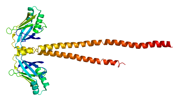 File:Protein XRCC4 PDB 1fu1.png