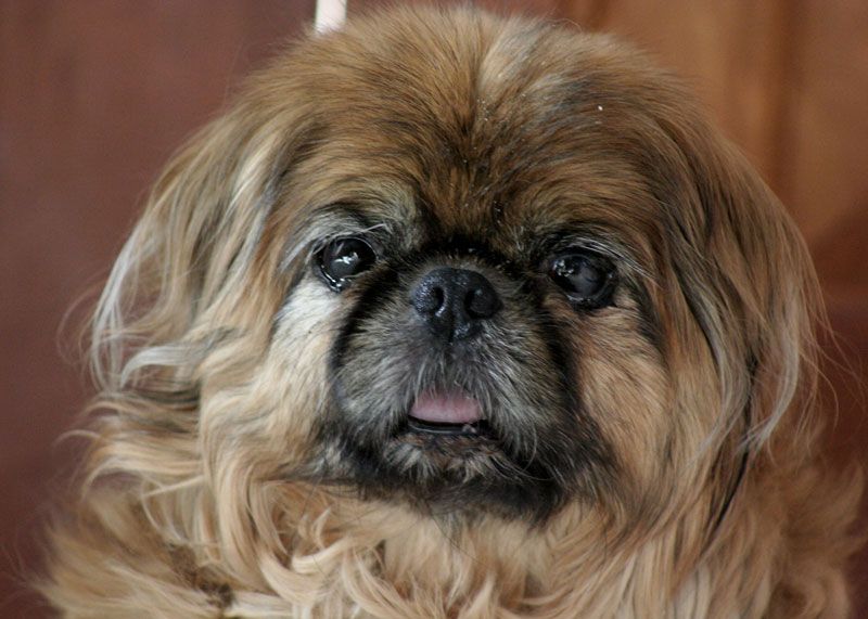 File:Remka 15yo pekingese face.jpg