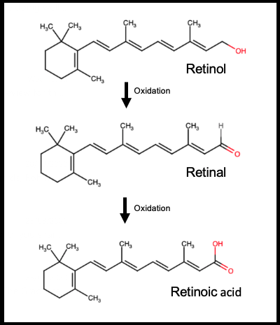 File:Retinoic Acid synthesis.png