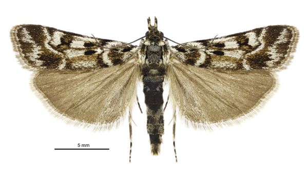 File:Scoparia s.l. famularis male.jpg