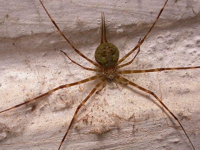 File:Spider bangalore wall.jpg