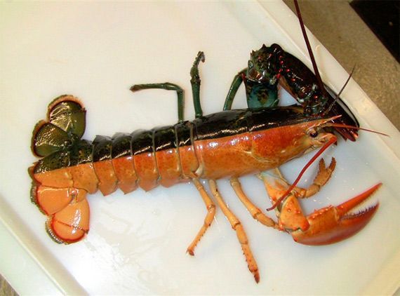 File:Split Lobster.jpg