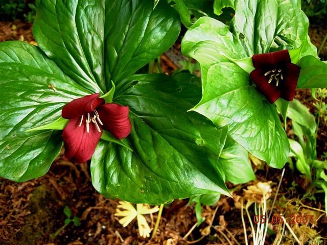 File:Trillium sulcatum.jpg