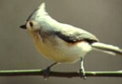 File:TuftedTitmouse23.jpg