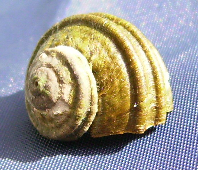 File:Turbo smaragdus (juvenile).JPG