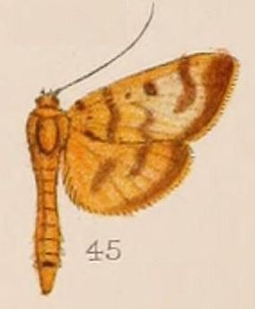 File:45-Phryganodes chrysalis= Phostria chrysalis (Hampson, 1908).JPG