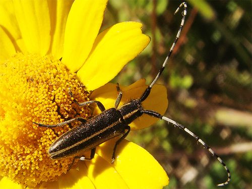 File:Agapanthia suturalis.jpg