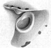 Funnel–mantle locking apparatus of juvenile male (5.0 mm ML) from the equatorial South Atlantic