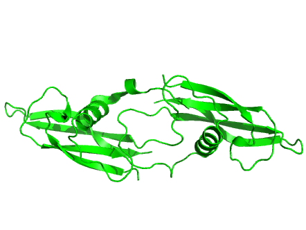 File:Artemin Tertiary Structure.png