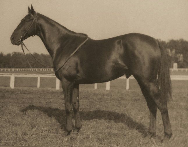 File:Battleship USA horse.jpg