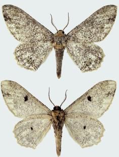 File:Biston suppressaria male upperside and underside.JPG