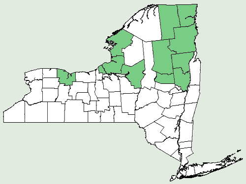 File:Carex houghtoniana NY-dist-map.png