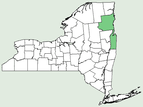 File:Carex scirpoidea ssp scirpoidea NY-dist-map.png