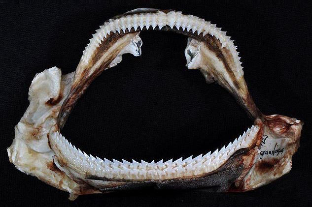 File:Centrophorus granulosus jaws.jpg