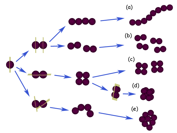 File:Cocci arrangement.png