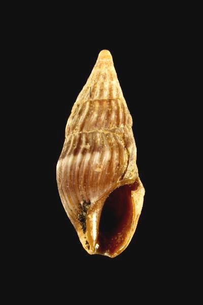 File:Crassopleura maravignae 001.jpg