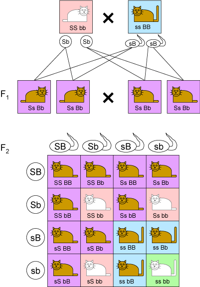 File:Dihybrid cross.png