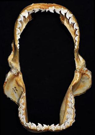 File:Galeocerdo cuvier jaws2.jpg