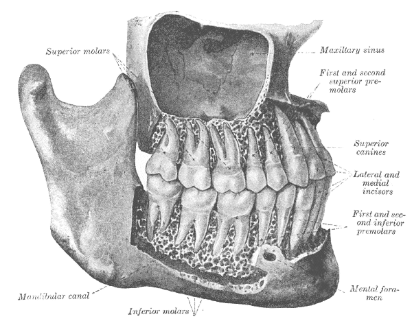 Gray1003