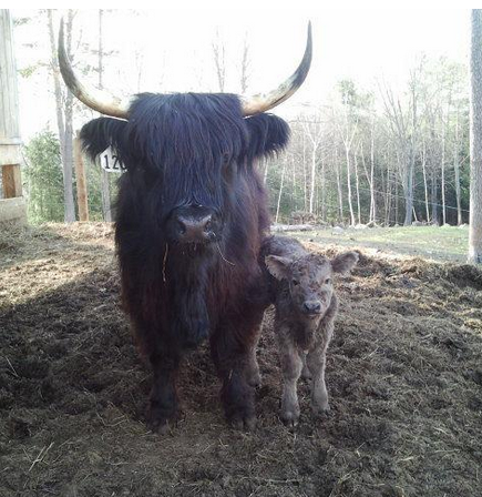 File:Highland Cow with Calf.PNG