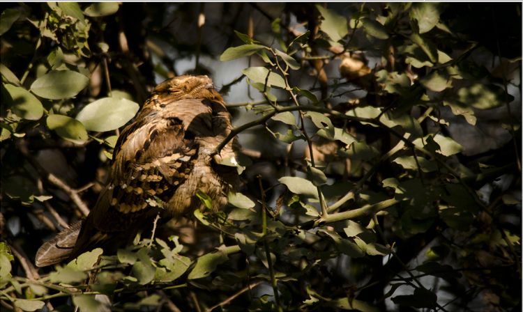 File:Large tailed nightjar.jpg