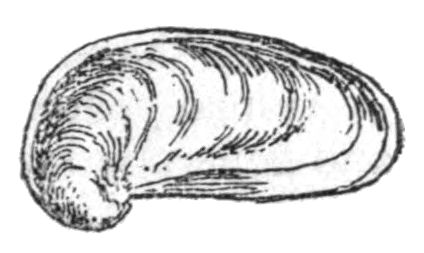 File:Mariaella dussumieri shell.jpg