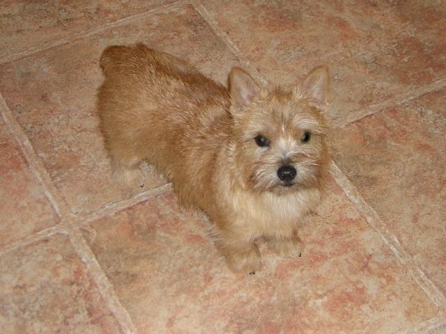 File:Norwich terrier kacy.jpg