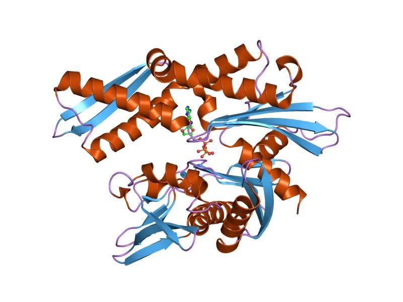 File:PDB 1ngh EBI.jpg