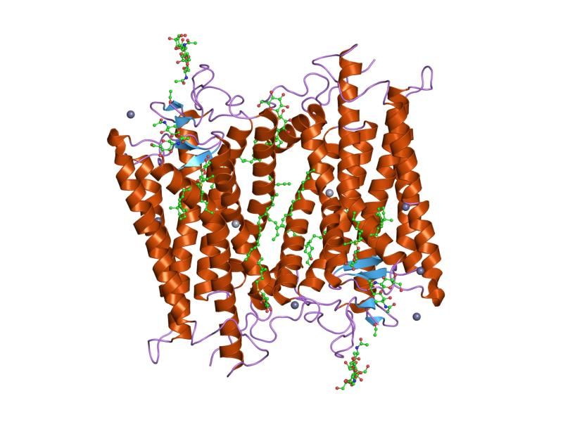 File:PDB 2g87 EBI.jpg