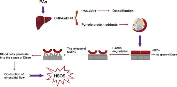 File:Pathogenisis of PA induced HSOS.png