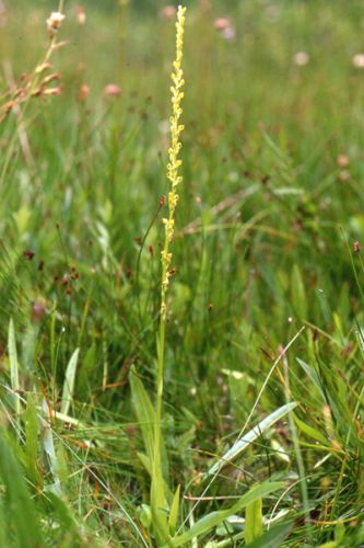 File:Platanthera yosemitensis.jpg