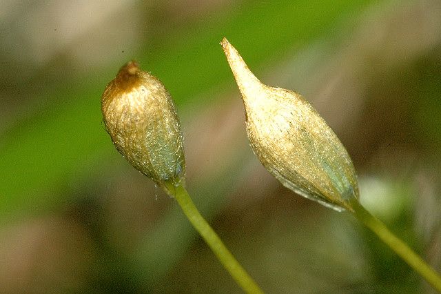 File:Polytrichum.juniperinum.female.jpg